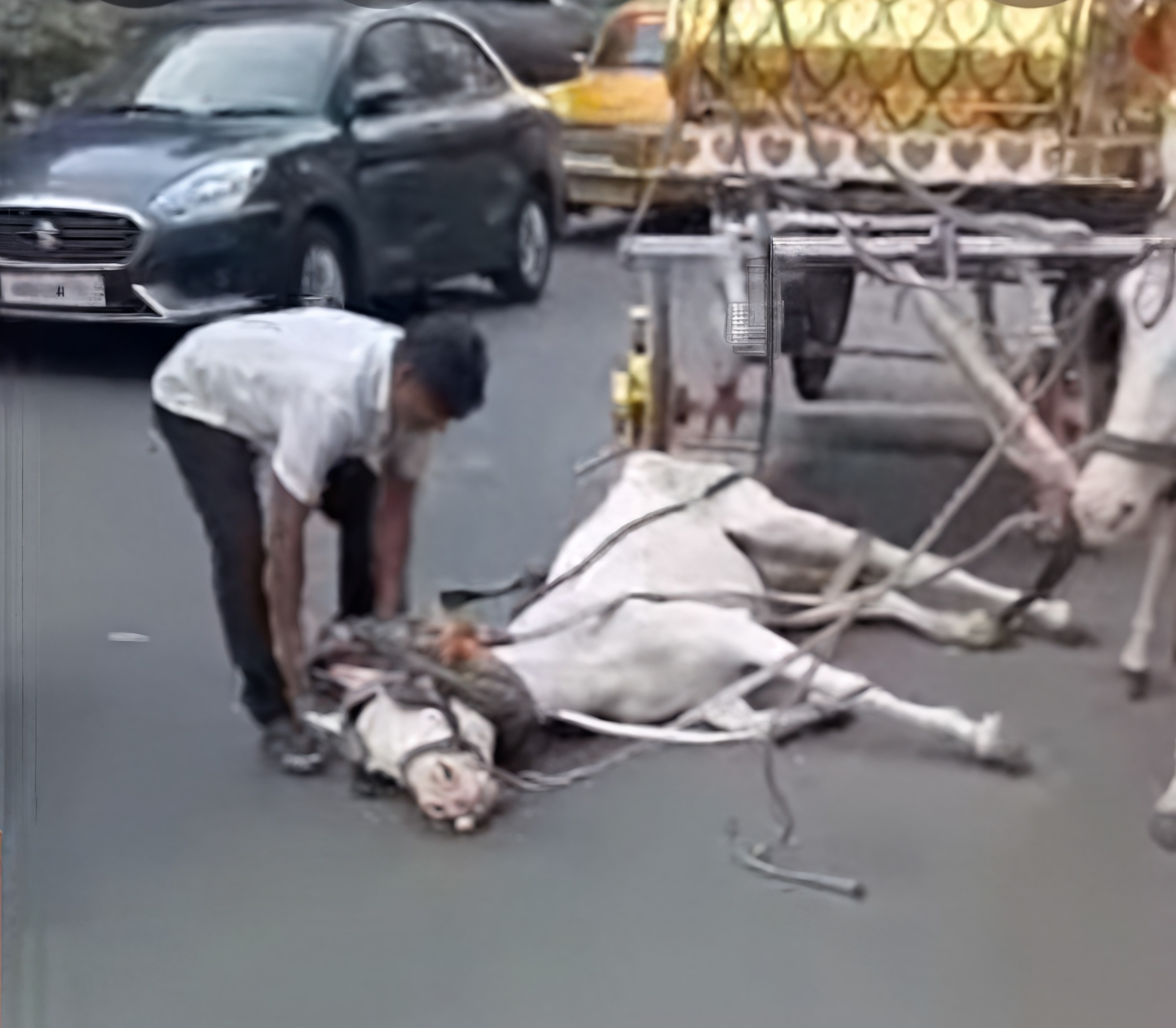 Collapsed horse being abused